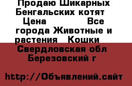 Продаю Шикарных Бенгальских котят › Цена ­ 17 000 - Все города Животные и растения » Кошки   . Свердловская обл.,Березовский г.